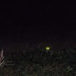 猫の日　にゃんにゃんにゃんのネコの日　230222